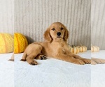 Dalila - Female Golden Retriever Puppy for Sale - Photo #5