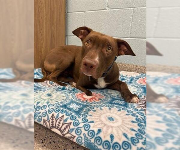 Medium Photo #1 American Pit Bull Terrier Puppy For Sale in Brighton, CO, USA