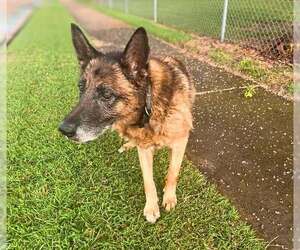 German Shepherd Dog-Unknown Mix Dogs for adoption in Rowlett, TX, USA