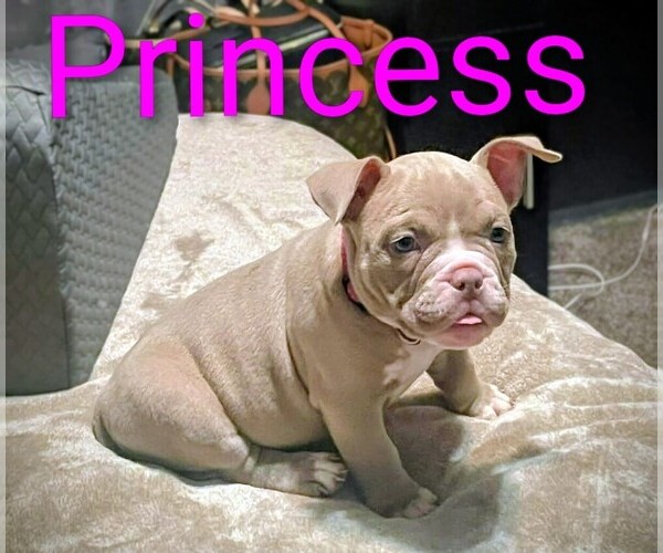 Medium Photo #4 American Bully Puppy For Sale in SACRAMENTO, CA, USA