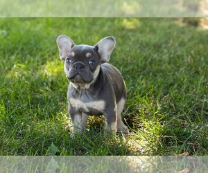 French Bulldog Puppy for sale in NAPPANEE, IN, USA
