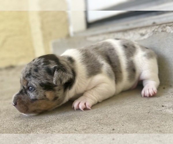 Medium Photo #6 Jack Russell Terrier Puppy For Sale in FORT PIERCE, FL, USA