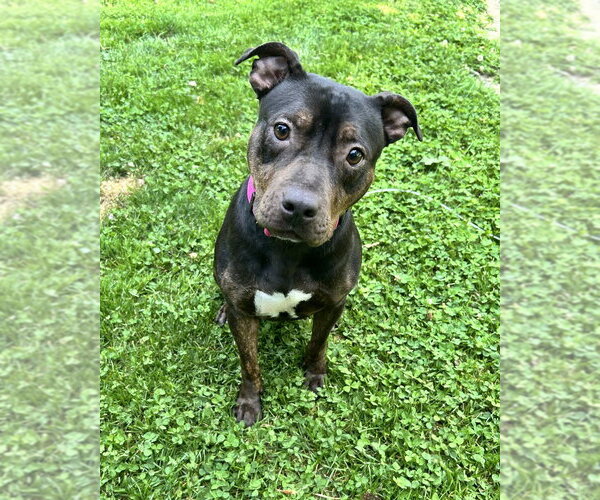Medium Photo #18 Staffordshire Bull Terrier-Unknown Mix Puppy For Sale in Brewster, NY, USA