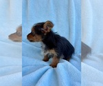 Small Photo #5 Yorkshire Terrier Puppy For Sale in FAIR HAVEN, MI, USA