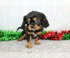 Cavalier King Charles Spaniel Puppy for sale in FREDERICKSBG, OH, USA