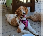 Small Photo #1 Bernedoodle-Poodle (Standard) Mix Puppy For Sale in ROXBORO, NC, USA