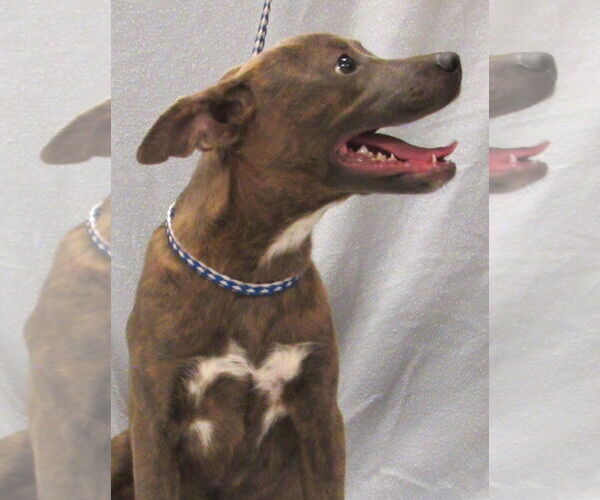 Medium Photo #2 Mutt Puppy For Sale in Conroe, TX, USA