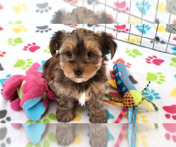 Medium Photo #12 Yorkshire Terrier Puppy For Sale in ORO VALLEY, AZ, USA