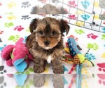 Small #11 Yorkshire Terrier