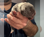 Image preview for Ad Listing. Nickname: Nina litter