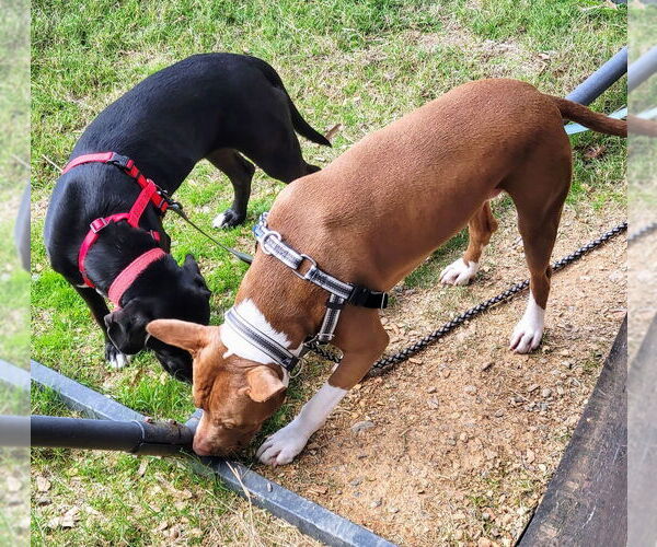 Medium Photo #2 Labrador Retriever-Unknown Mix Puppy For Sale in Conway, AR, USA