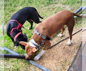 Sugarbear - Female Labrador Retriever-Unknown Mix Dog for Adoption - Photo #2