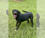 Small #1 Mutt