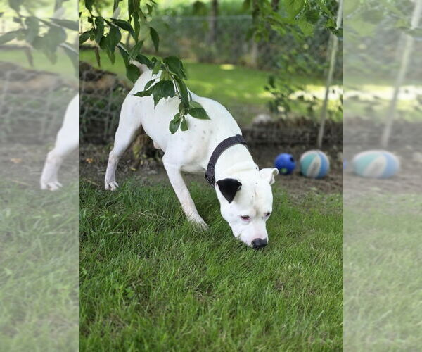 Medium Photo #3 American Pit Bull Terrier-Unknown Mix Puppy For Sale in Osgood, IN, USA