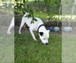 Small #2 American Pit Bull Terrier Mix