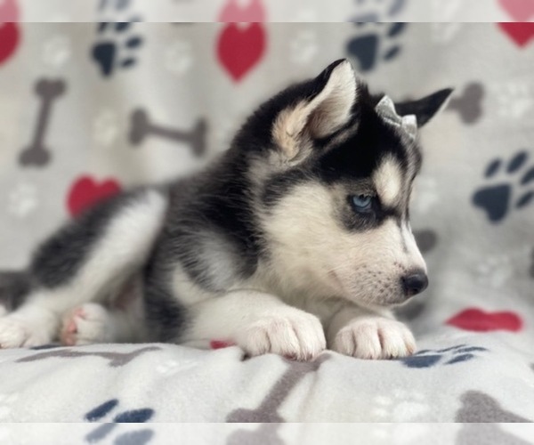 Medium Photo #8 Siberian Husky Puppy For Sale in LAKELAND, FL, USA