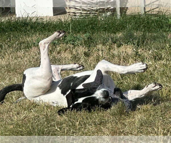 Medium Photo #19 Borador Puppy For Sale in Lakewood, CO, USA