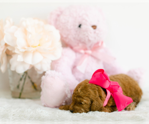 Medium Photo #4 Goldendoodle (Miniature) Puppy For Sale in LITTLE ROCK, AR, USA