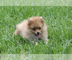 Small Photo #8 Pomeranian Puppy For Sale in HOLLYWOOD, FL, USA