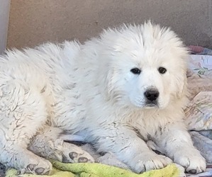 Great Pyrenees Puppy for sale in PLACITAS, NM, USA