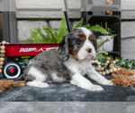 Puppy Kingston Cavalier King Charles Spaniel
