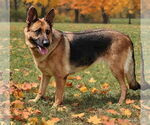 Small #1 German Shepherd Dog