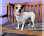 Small #1 Chihuahua Mix