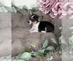 Small #4 Chihuahua