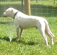 Father of the Dogo Argentino puppies born on 12/11/2017