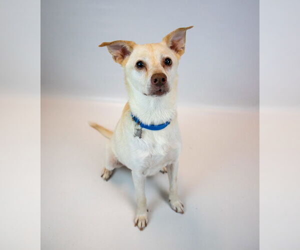 Medium Photo #4 Labrador Retriever-Unknown Mix Puppy For Sale in Kennesaw, GA, USA