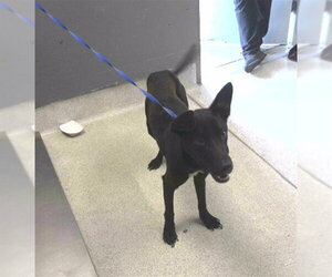 Labrador Retriever-Unknown Mix Dogs for adoption in Tallahassee, FL, USA