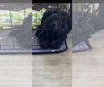 Small Photo #29 Goldendoodle Puppy For Sale in PARKER CITY, IN, USA