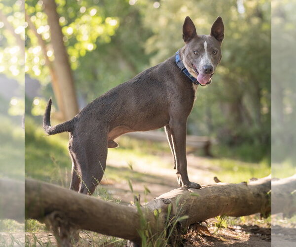 Medium Photo #4 Mutt Puppy For Sale in Salt Lake City, UT, USA