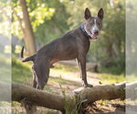 Small #3 Mutt