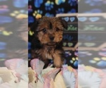 Small Photo #7 Yorkshire Terrier Puppy For Sale in AKRON, OH, USA