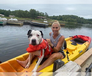 Cookie - Female American Staffordshire Terrier Dog for Adoption - Photo #3