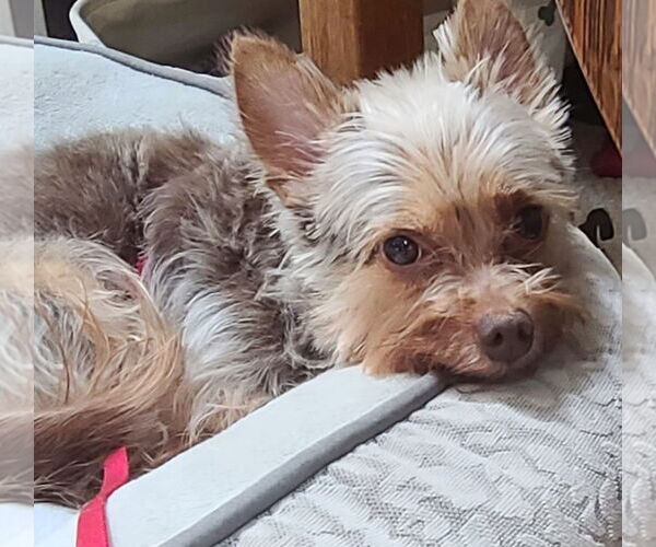 Medium Photo #3 Chihuahua-Unknown Mix Puppy For Sale in Cary, NC, USA