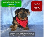 Image preview for Ad Listing. Nickname: Dallas