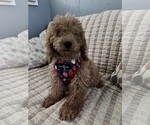Small Photo #3 Goldendoodle (Miniature) Puppy For Sale in DURHAM, CT, USA