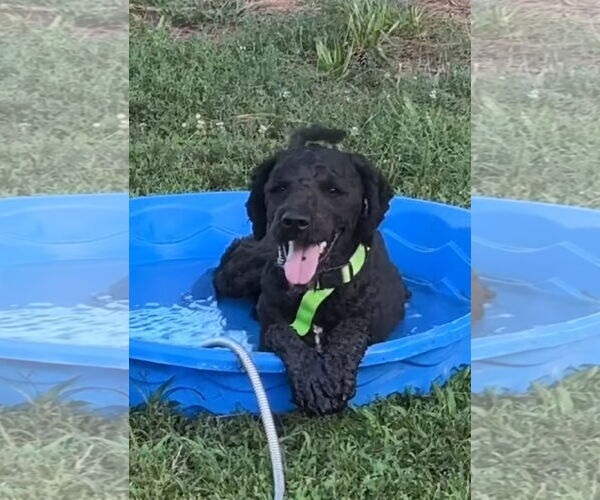 Medium Photo #3 Labradoodle Puppy For Sale in Harrison, AR, USA