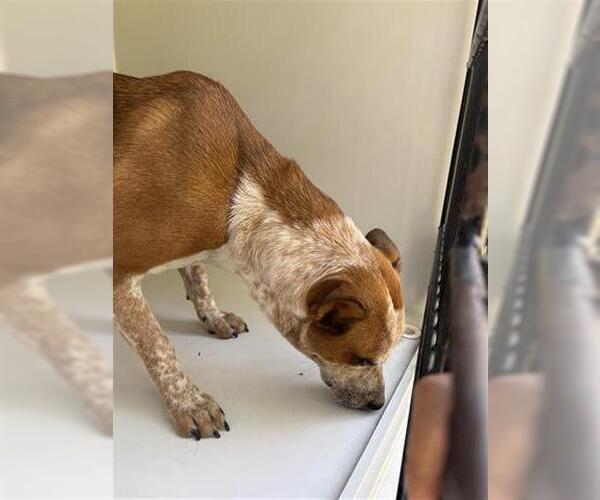 Medium Photo #1 Mutt Puppy For Sale in Houston, TX, USA