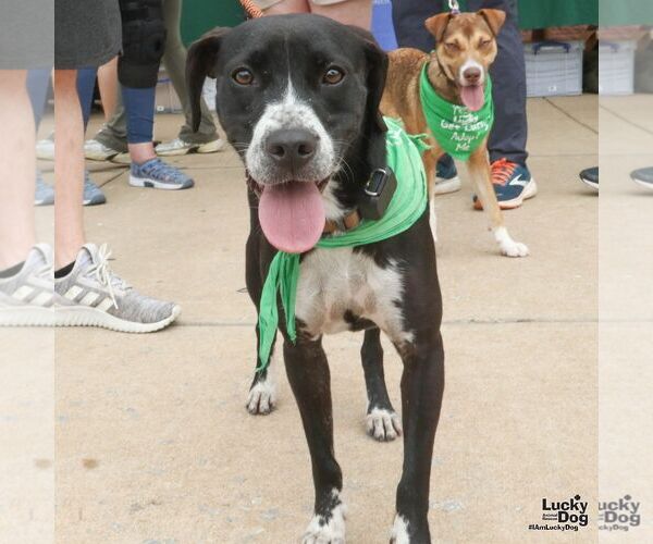 Medium Photo #5 Lab-Pointer Puppy For Sale in Washington, DC, USA