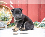 Small Photo #43 German Shepherd Dog Puppy For Sale in PARKESBURG, PA, USA