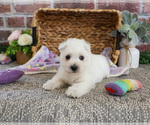 Small #4 West Highland White Terrier