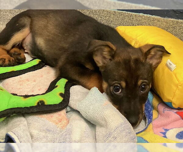 Medium Photo #1 Mutt Puppy For Sale in Sterling, MA, USA