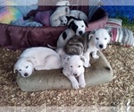 Small Photo #7 American Pit Bull Terrier-Labrador Retriever Mix Puppy For Sale in MOORESBORO, NC, USA