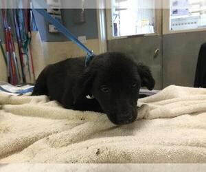 Labrador Retriever-Unknown Mix Dogs for adoption in Riverside, CA, USA