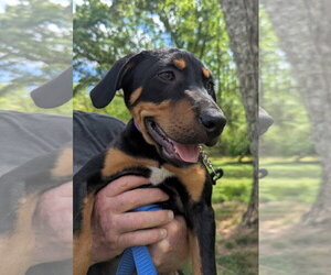 Labrador Retriever-Unknown Mix Dogs for adoption in Milner, GA, USA