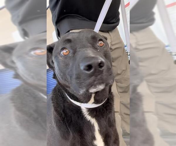 Medium Photo #1 Mutt Puppy For Sale in Bakersfield, CA, USA