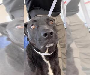 Mutt Dogs for adoption in Bakersfield, CA, USA